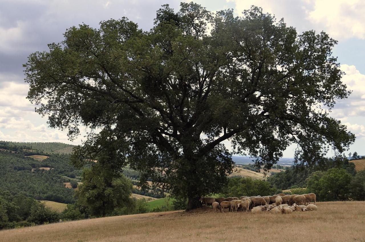 Agriturismo La Meria Semproniano Εξωτερικό φωτογραφία